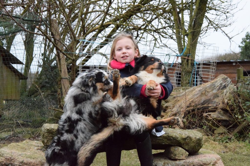 Berger Américain Miniature avec enfants